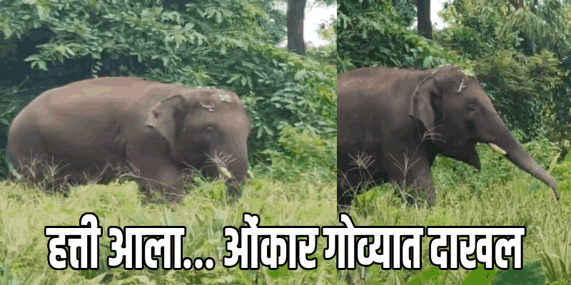 ‘ओंकार’ अखेर गोव्यात; मोपात वनखात्याचा सापळा