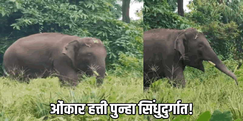 ओंकार हत्ती गोव्याच्या हद्दीबाहेर; मोपावासीयांनी टाकला सुटकेचा निश्वास