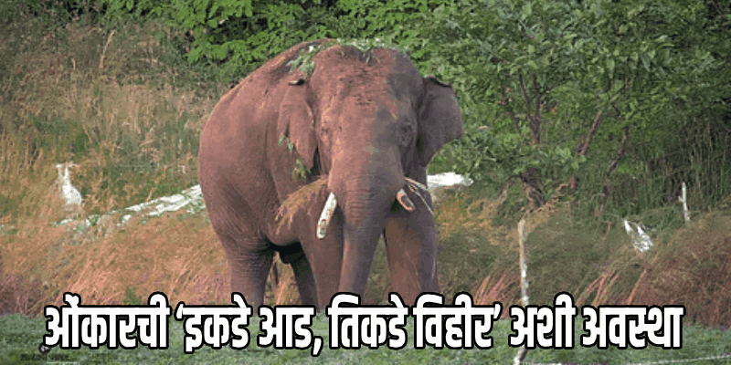 पेडणे : ‘ओंकार’ तूर्तास गोव्याच्या हद्दीतच...