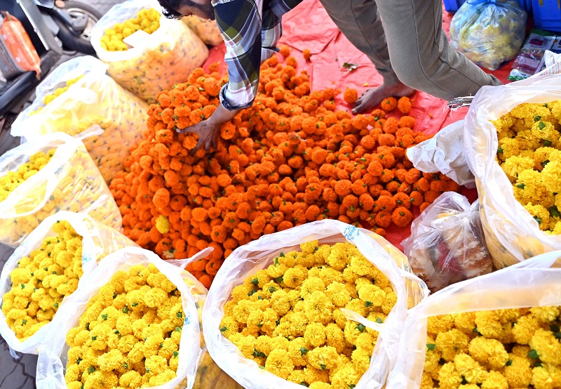 गोवा : झेंडूच्या लागवडीत साडेतीन वर्षांत ८६ टक्क्यांनी वाढ