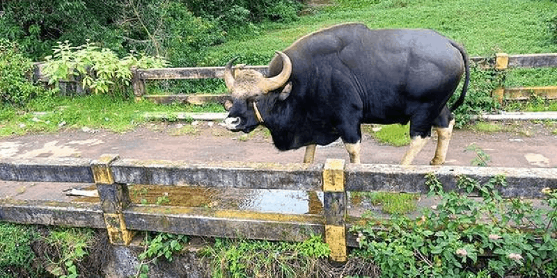 फोंडा शहर गव्यांना मानवले : महिन्याभरात अनेक वेळा शहरात फिरकले