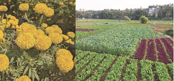 आत्मनिर्भरतेच्या वाटेवर भाजी व फुलोत्पादन