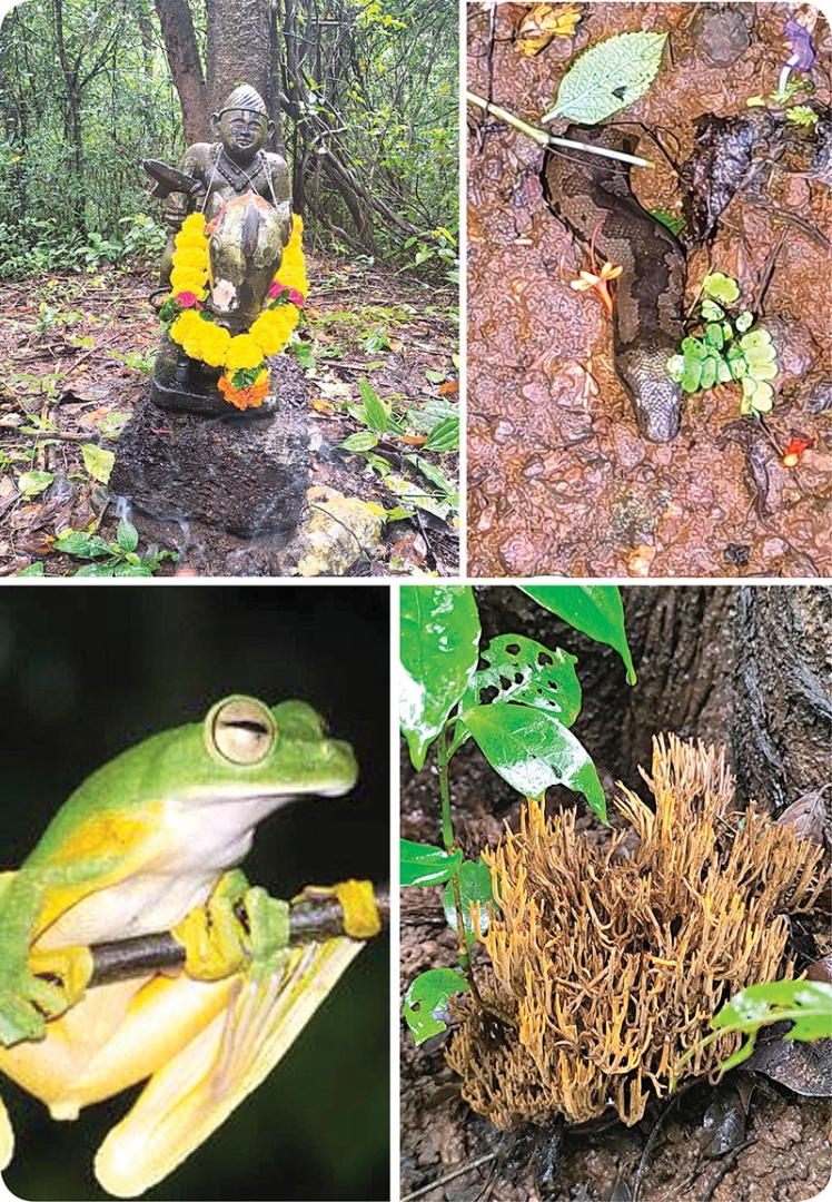 निसर्गाच्या सानिध्यातील घरटं -  नेचर्स नेस्ट