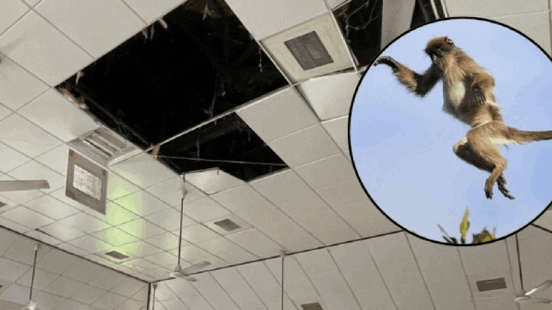 सांगेत हायरसेंकडरीचे ‘फॉल सीलींग’ कोसळून ५ विद्यार्थी जखमी : एक विद्यार्थीनी हॉस्पीसीयोत दाखल