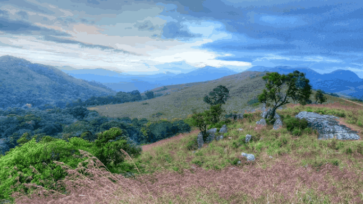 गुगल मॅपचा चकवा, ट्रेकला गेलेले पाच अभियंते अडकले घनदाट जंगलात