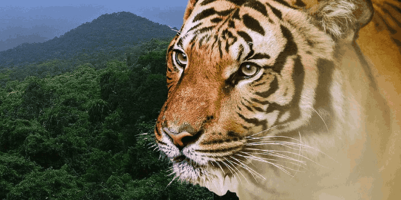 म्हादई व्याघ्र क्षेत्र: पाच मतदारसंघातील लोकप्रतिनिधी व ग्रामस्थांना आज समस्या मांडण्याची संध