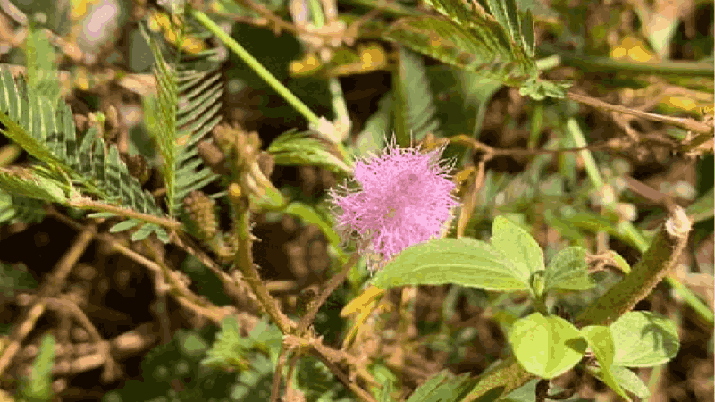 आयर्लंडमध्ये गोव्यातील औषधी वनस्पतींना मागणी