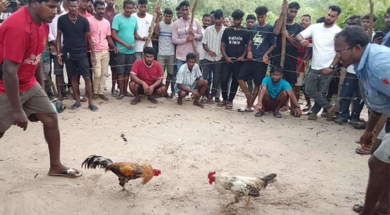 सासष्टीत बेकायदा कोंबड्यांच्या झुंजी सुरू