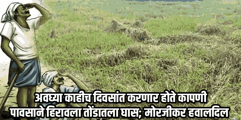बिगरमोसमी पावसाचा कहर! मोरजीतील भातशेती उद्ध्वस्त