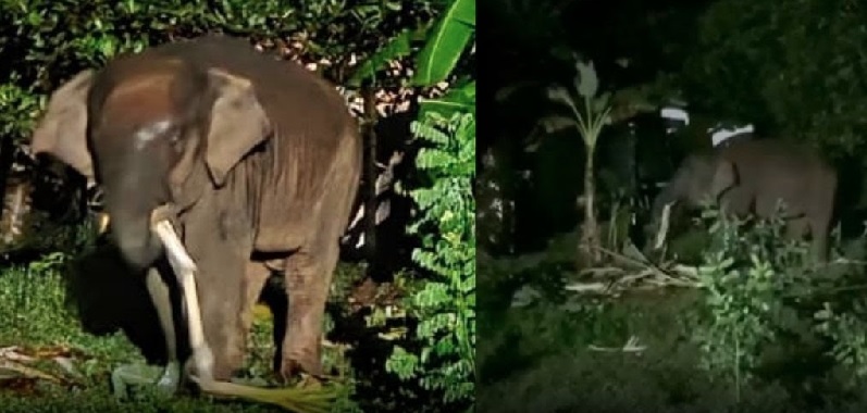 पेडणे : ओमकार हत्तीच्या ‘सहली’चा ३१ शेतकऱ्यांना भुर्दंड