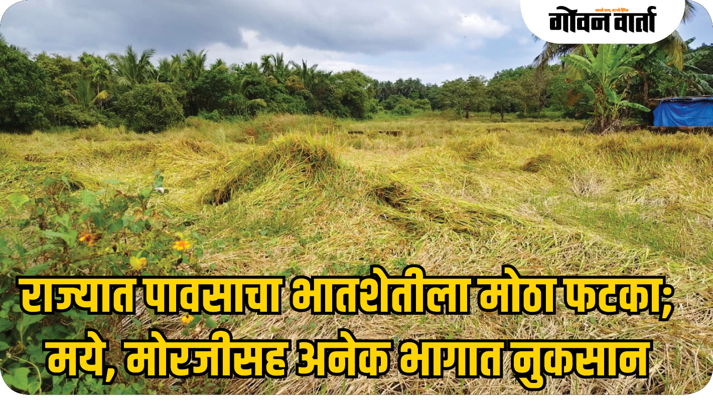 राज्यात पावसाचा भातशेतीला मोठा फटका; मये, मोरजीसह अनेक भागात नुकसान