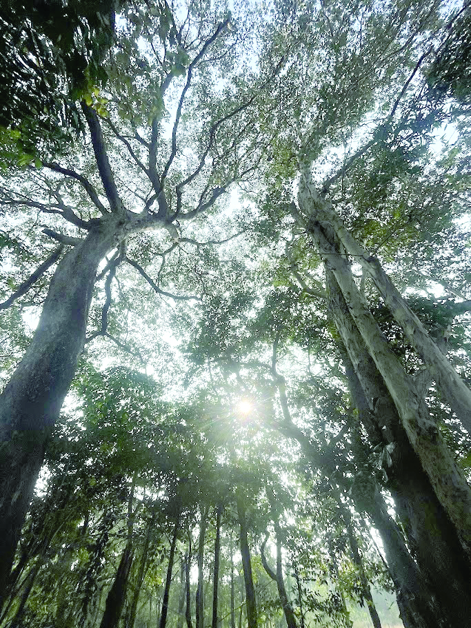 धारबांदोडा तालुक्यातील देवराया