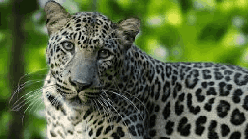 आगोंदा येथे घराच्या आवारात बिबट्याचा संचार