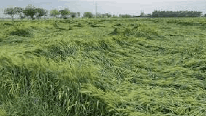 बिगरमोसमी पावसाने शेतकरी चिंतेत; शेतीबरोबर बागायतीलाही पाऊस ठरणार मारक