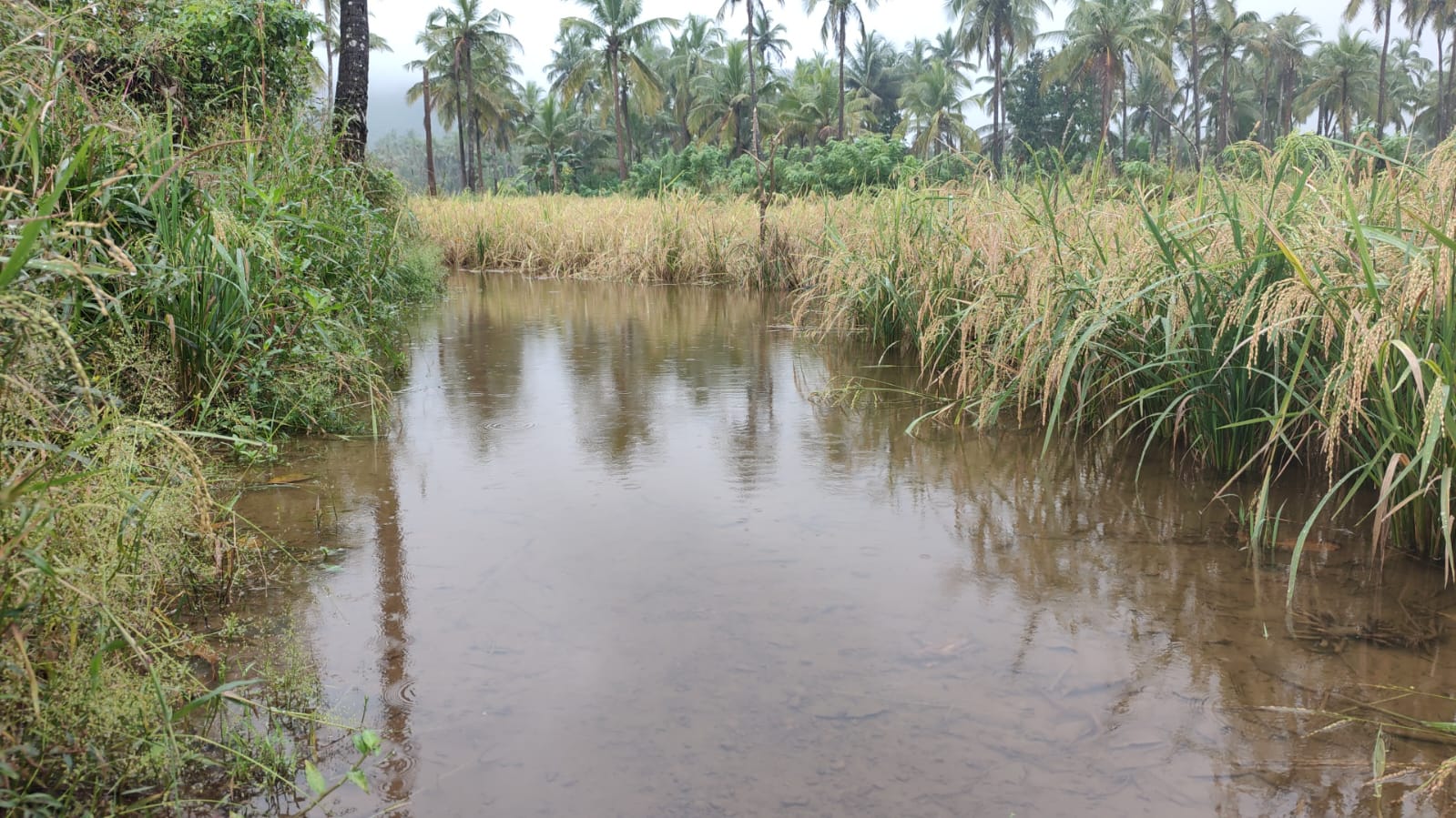 बिगरमोसमी पावसाने फिरविला शेतकऱ्यांच्या कष्टांवर नांगर
