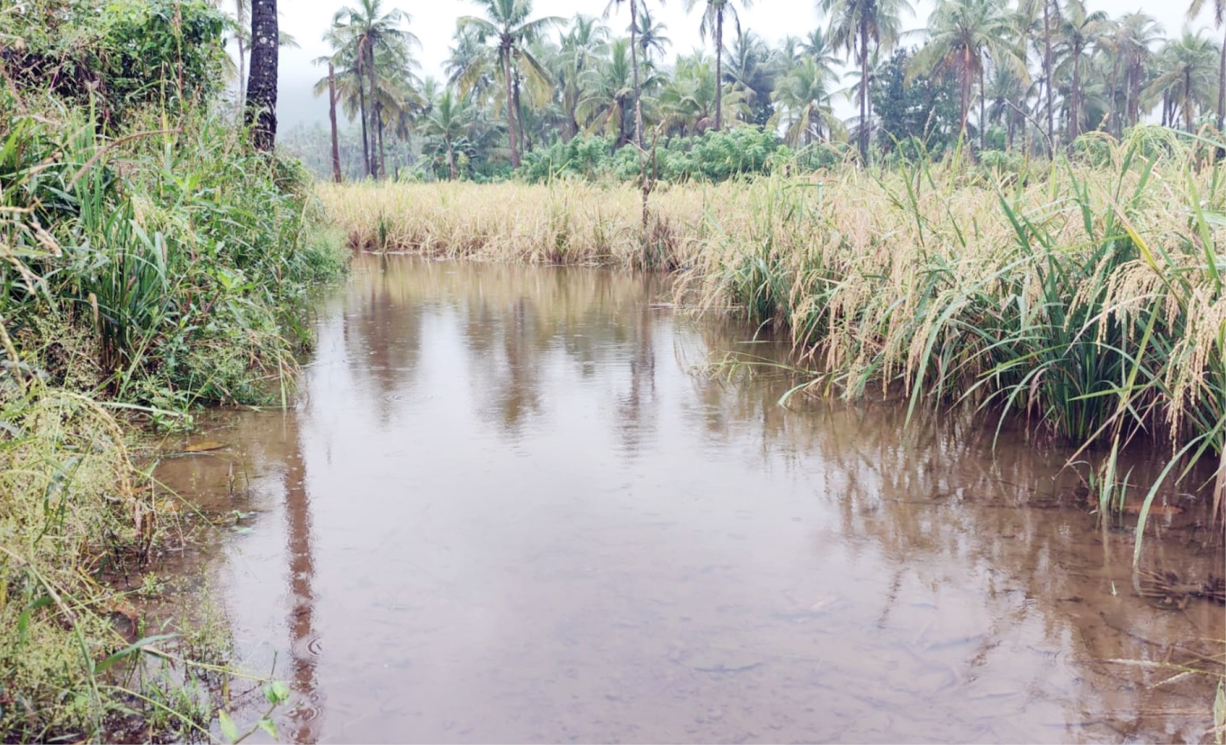 शेतकऱ्यांना चांगली भरपाई द्या