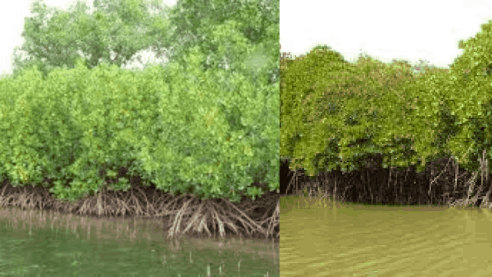 तार नदीतून गाळ काढा पण खारफुटी सांभाळा : जीसीझेडएमए