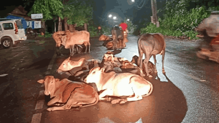 काणकोण येथे युवकाच्या मृत्यूनंतर भटक्या गुरांची समस्या ऐरणीवर : वास्कोतही समस्या