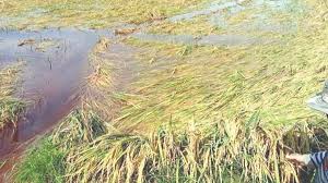 डिचोलीत ३८० हेक्टर भातशेतीचे २ कोटींचे नुकसान