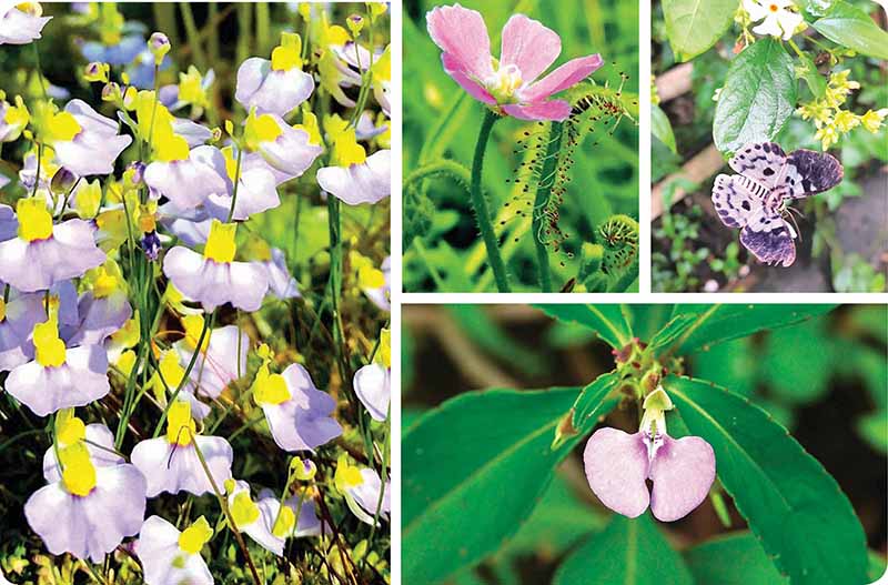 निसर्गाची रंगीत भाषा