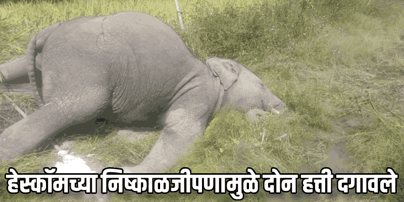 खानापूरात वीज तारांचा स्पर्श होऊन दोन हत्तींचा मृत्यू