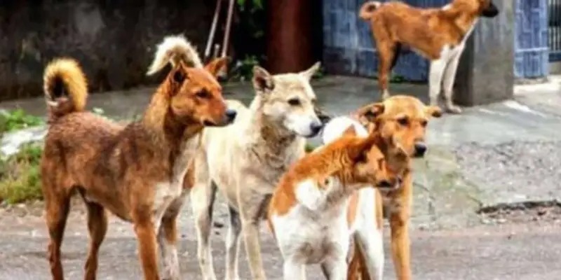 ‘सर्वोच्च’ इशाऱ्यानंतर भटक्या कुत्र्यांची समस्या सुटेल ?