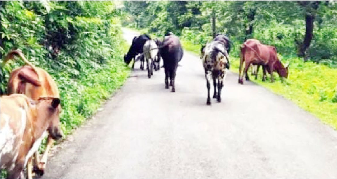 मोकाट गुरांवर उपाययोजना असूनही निष्काळजीपणा