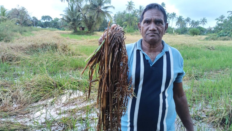 अतिवृष्टीमुळे २ हजार हेक्टरहून अधिक शेतीचे नुकसान
