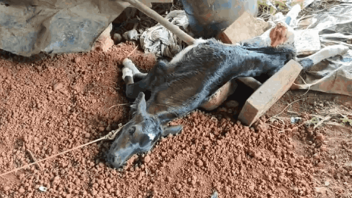 ओझरी, पेडणेत बिबट्याच्या हल्ल्यात ३ महिन्यांत ११ वासरांचा मृत्यू : राजाराम नाईक