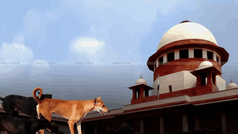 शाळा, महाविद्यालय, इस्पितळ परिसरातून भटक्या कुत्र्यांना हटवा : सर्वोच्च न्यायालय