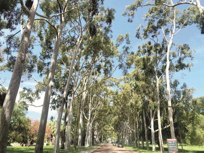 पर्थमधील सुंदर बागा: माझा अनुभव