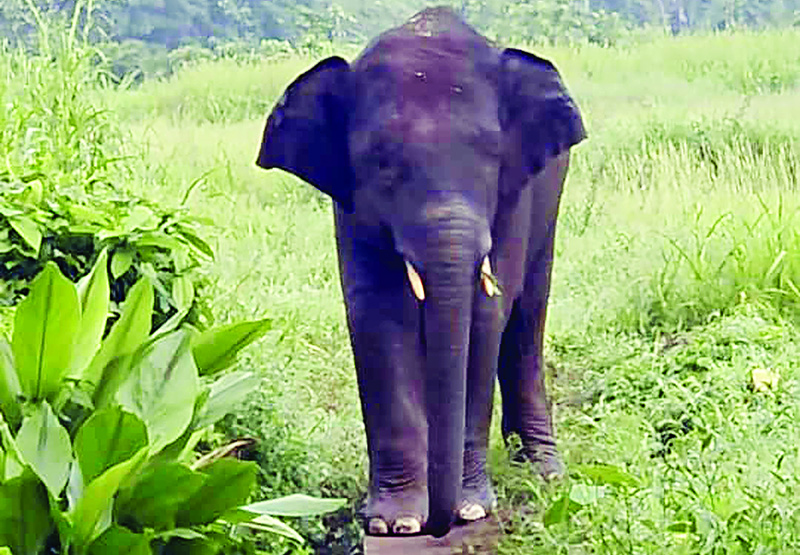 निसर्गाचा राजदूत - गजराज