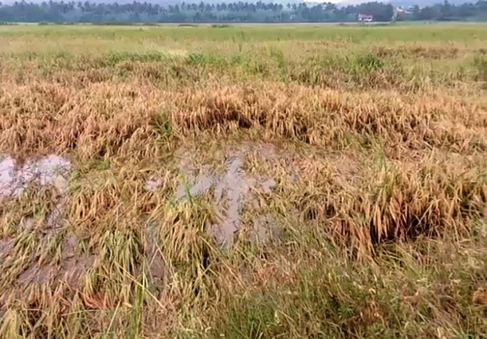 हानीभरपाईसाठी कृषी खात्याकडे आठ हजारांहून अधिक अर्ज