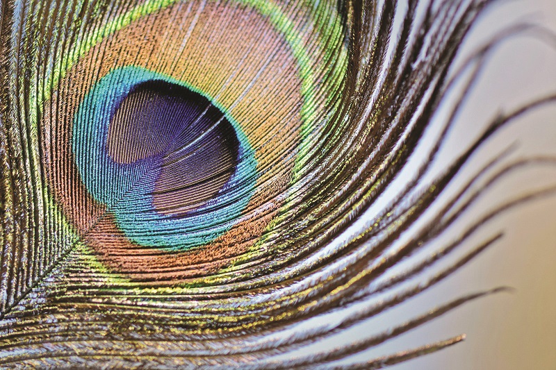 कृष्णाची साधना