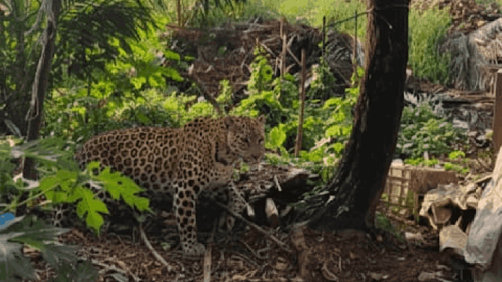 फातोर्डात बिबट्या असल्याचा बनावट फोटो तयार करणे युवकाला पडले महागात