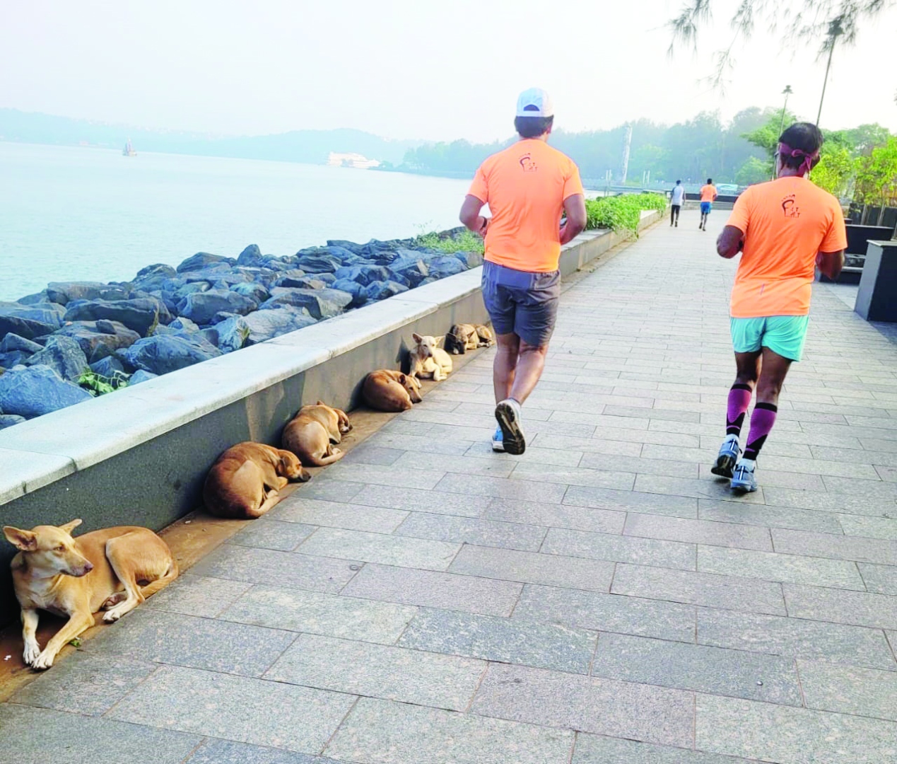 भटक्या कुत्र्यांपासून आम्ही किती सुरक्षित?