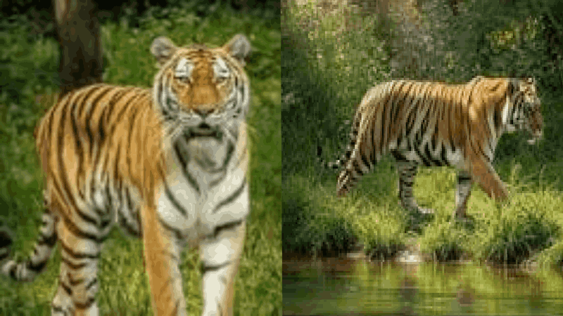 गोव्यात पुढील महिन्यापासून ३ टप्प्यात होणार व्याघ्रगणना