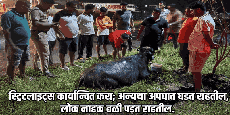 अंधारामुळे अपघात वाढले; नुवे महामार्गावर कंटेनरच्या धडकेत दोन म्हशी जखमी