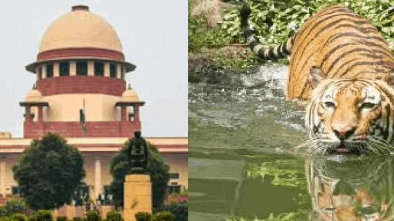 व्याघ्र  आरक्षणासंदर्भातील अहवाल सादर करण्यासाठी सीईसीला एक आठवड्याची मुदतवाढ