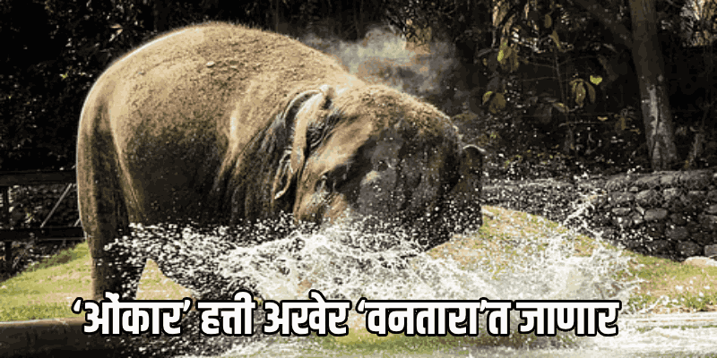 ‘ओंकार’ हत्तीला ‘वनतारा’त पाठवा; कोल्हापूर सर्किट बेंचने दिले आदेश