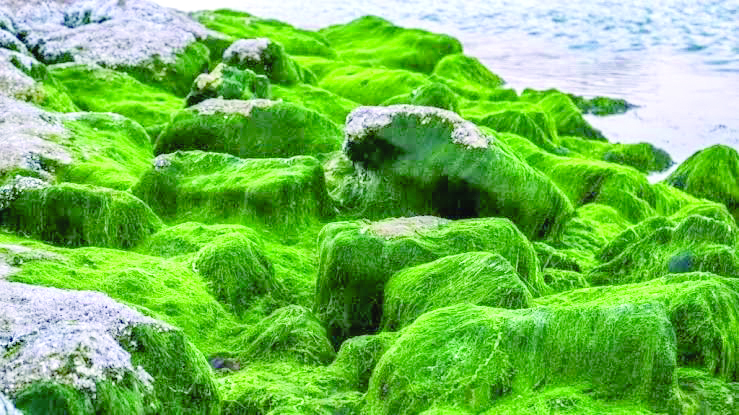 शेवाळाची गुपिते: गुन्ह्यांची उकल करणारी निसर्गाची साक्षीदार वनस्पती