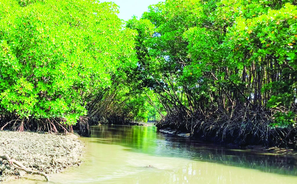 खारवन: पर्यावरणाची नैसर्गिक ढाल