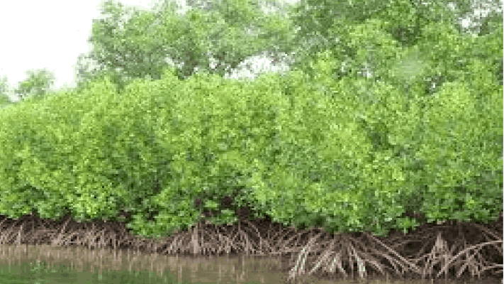 खारफुटी बफर झोनमधील बांधकामांना मोठा दिलासा