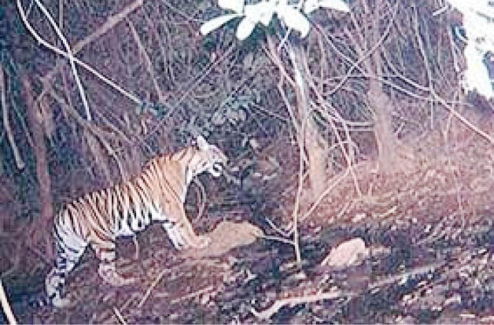 व्याघ्र प्रकल्प : १५ डिसेंबरच्या सुनावणीकडे लक्ष