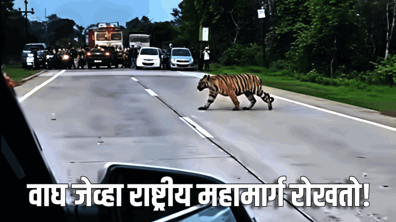 वाघाने रोखला राष्ट्रीय महामार्ग : अर्धा तास वाहतूक ठप्प