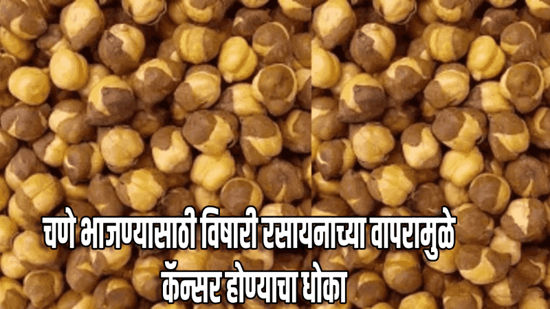 चणे भाजण्यासाठी विषारी रसायनाचा वापर; आरोग्यास धोकादायक