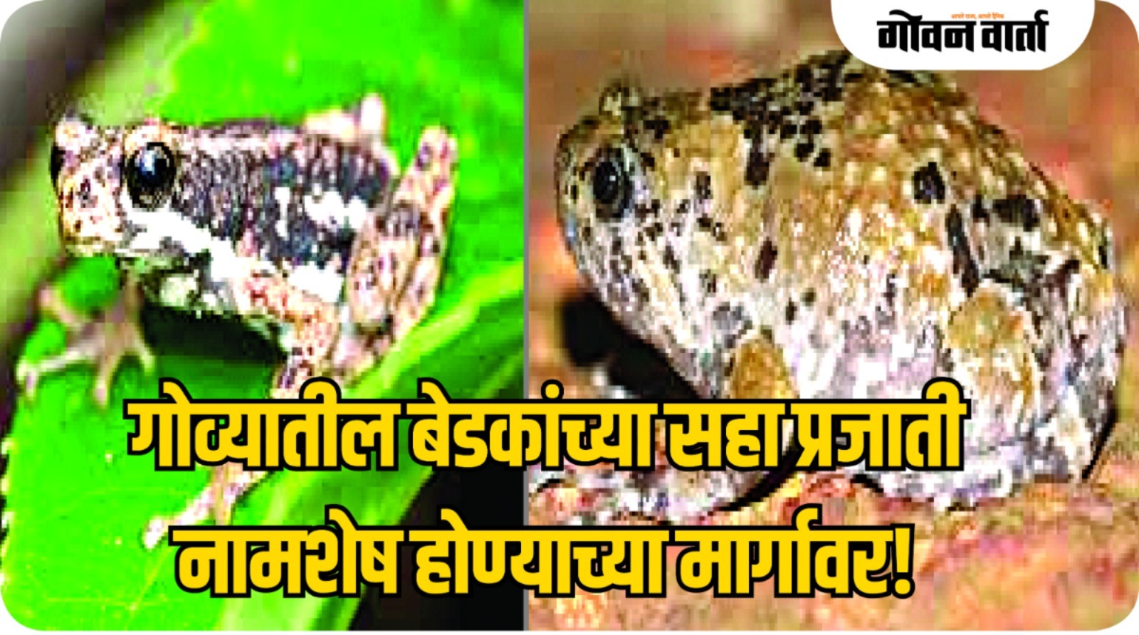 गोव्यातील बेडकांच्या सहा प्रजाती नामशेष होण्याच्या मार्गावर!