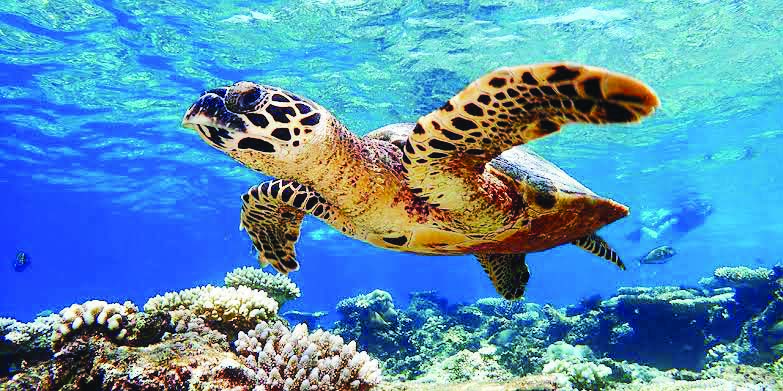 समुद्राच्या पोटातील मत्स्य खजिना