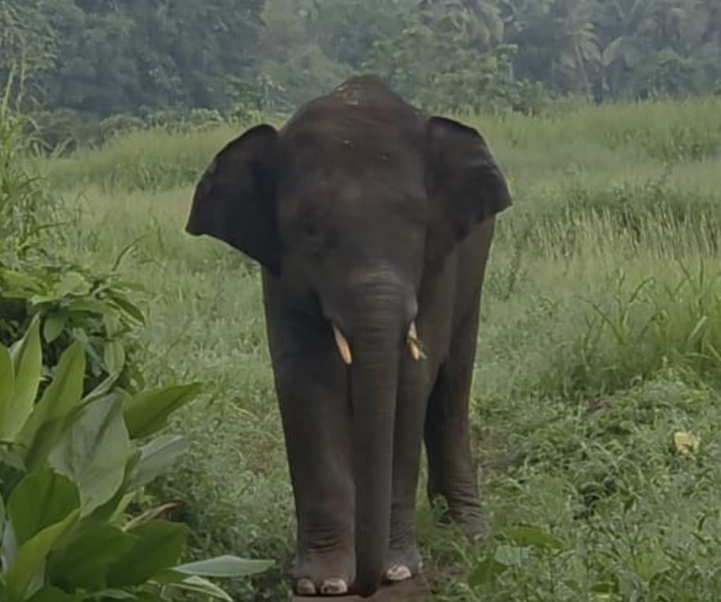 ‘ओंकार’ ६३ दिवसांनंतर पुन्हा गोव्यात दाखल