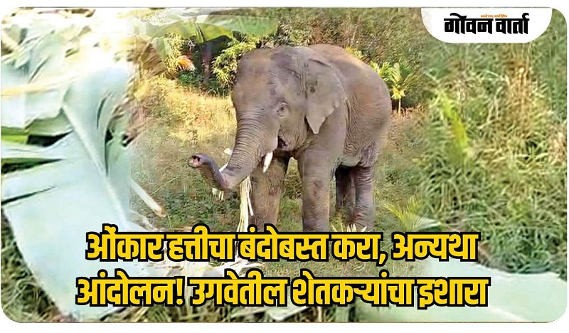 गोवा : ओंकार हत्तीचा बंदोबस्त करा, अन्यथा आंदोलन करावे लागेल!